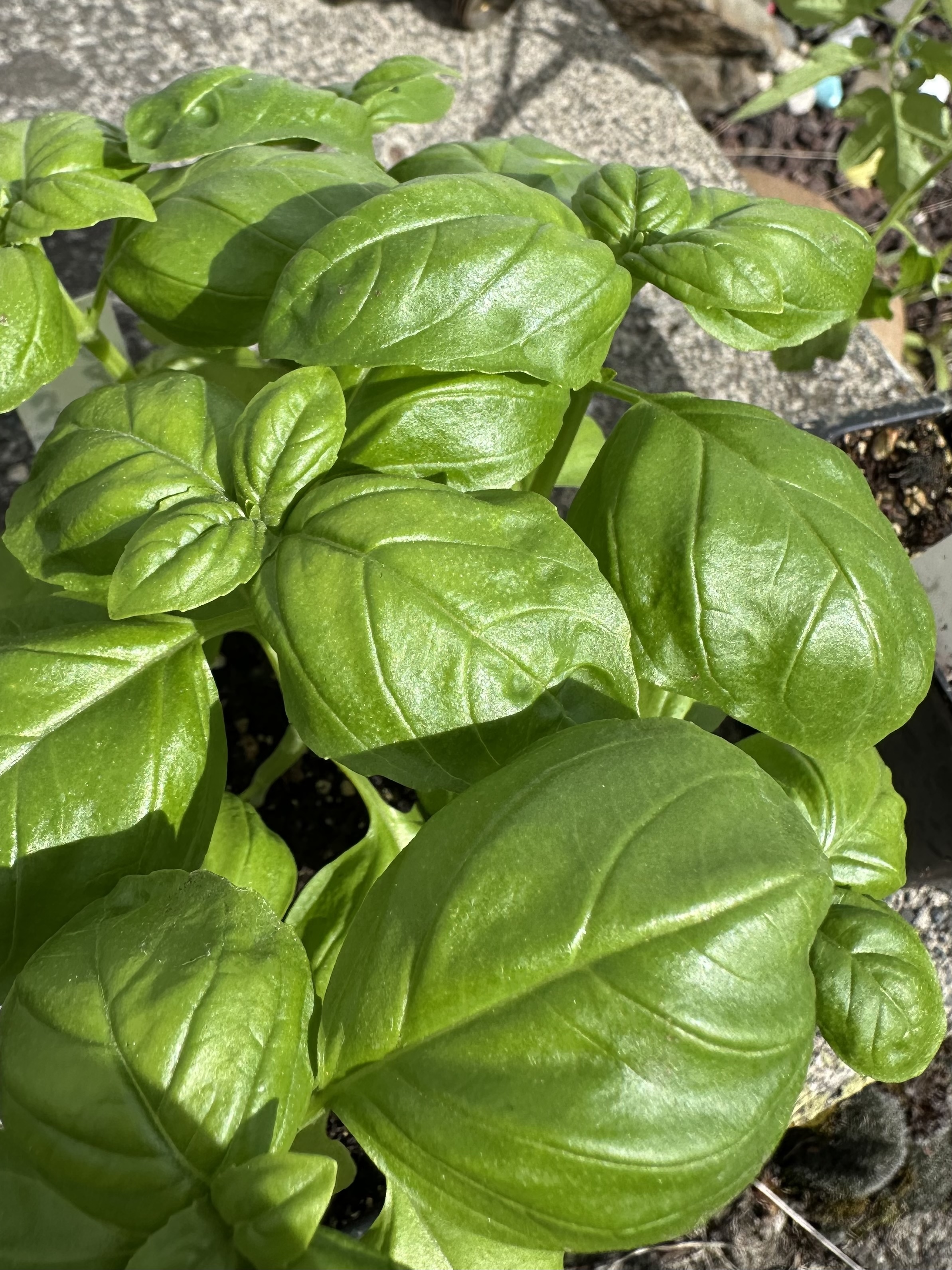 The FFA plant sale includes basil and other herbs. 