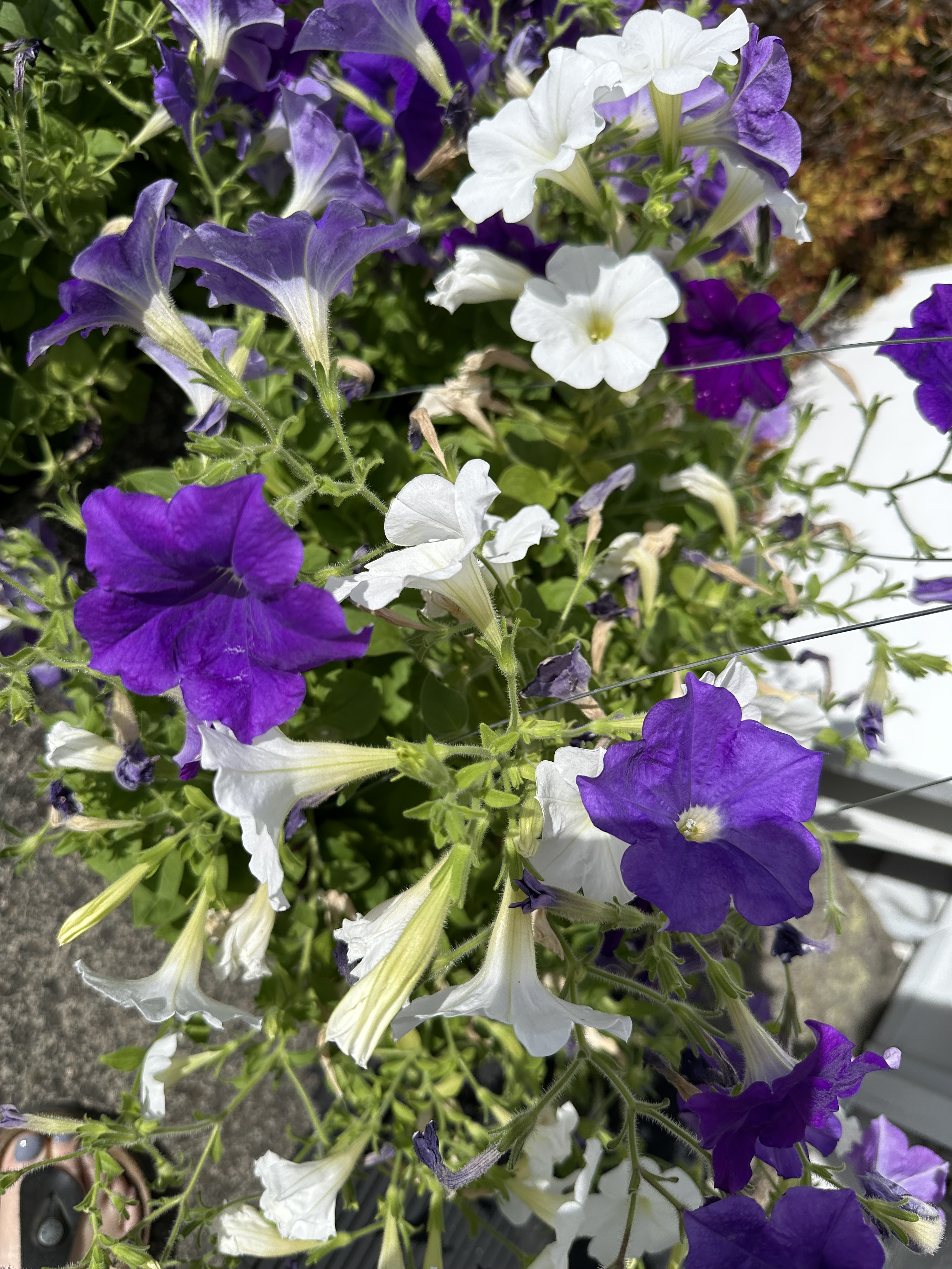FFA flowers from 2025